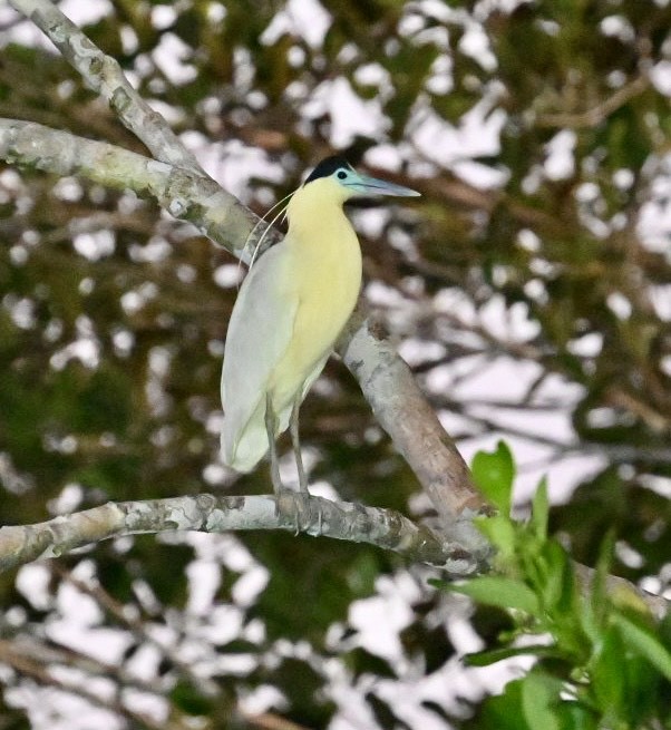 Capped Heron - ML624520593