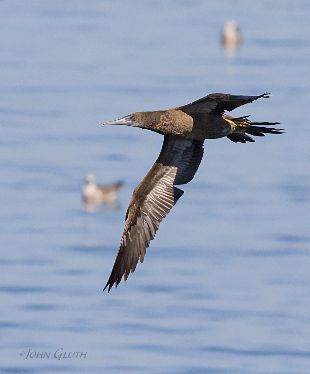 Brown Booby - ML624520594