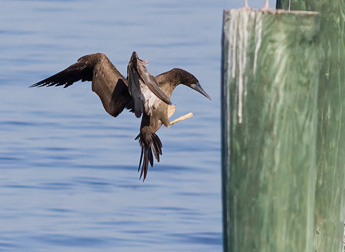 Brown Booby - ML624520596