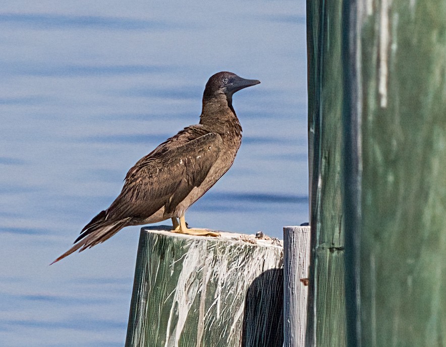 Brown Booby - John Gluth