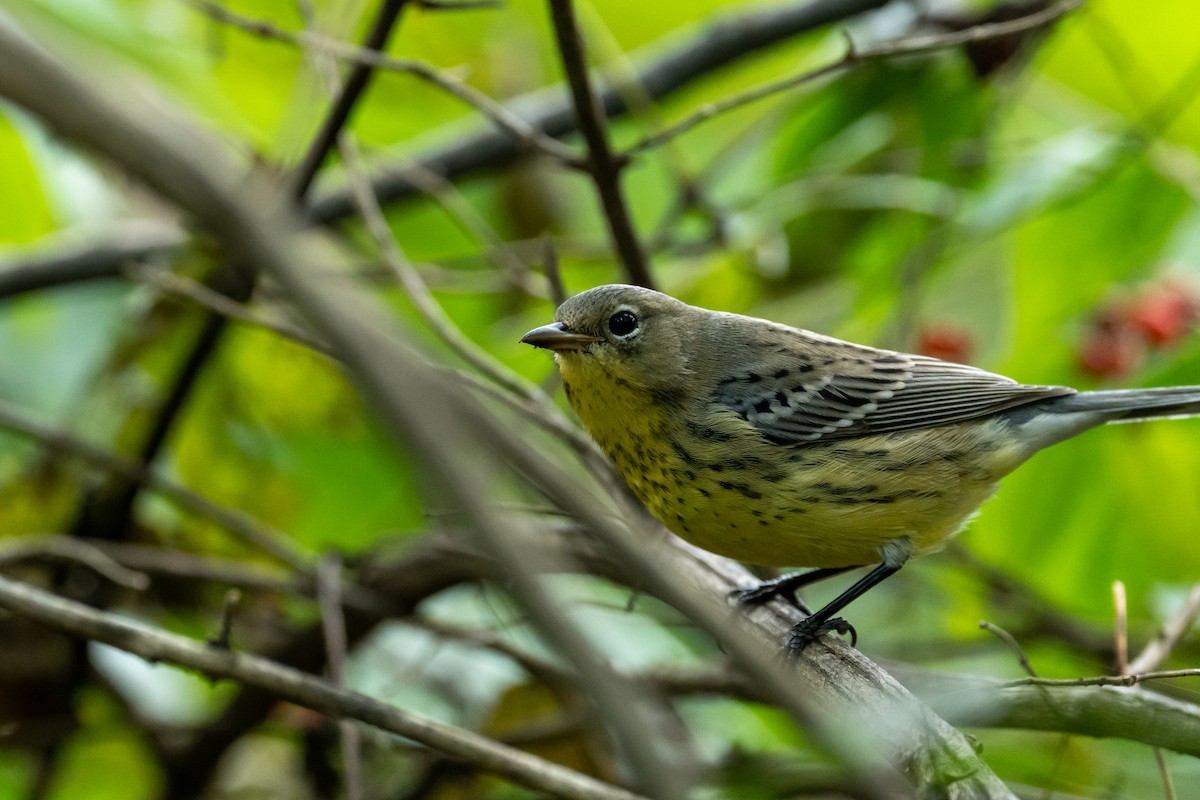 Kirtland's Warbler - ML624520691