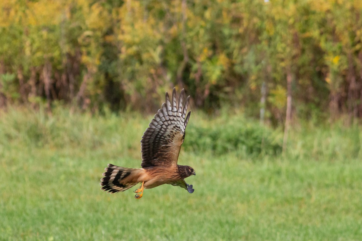 Northern Harrier - ML624520723