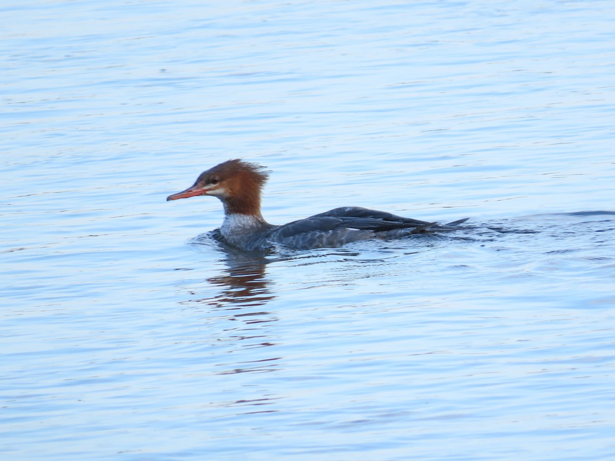 Common Merganser - ML624520789