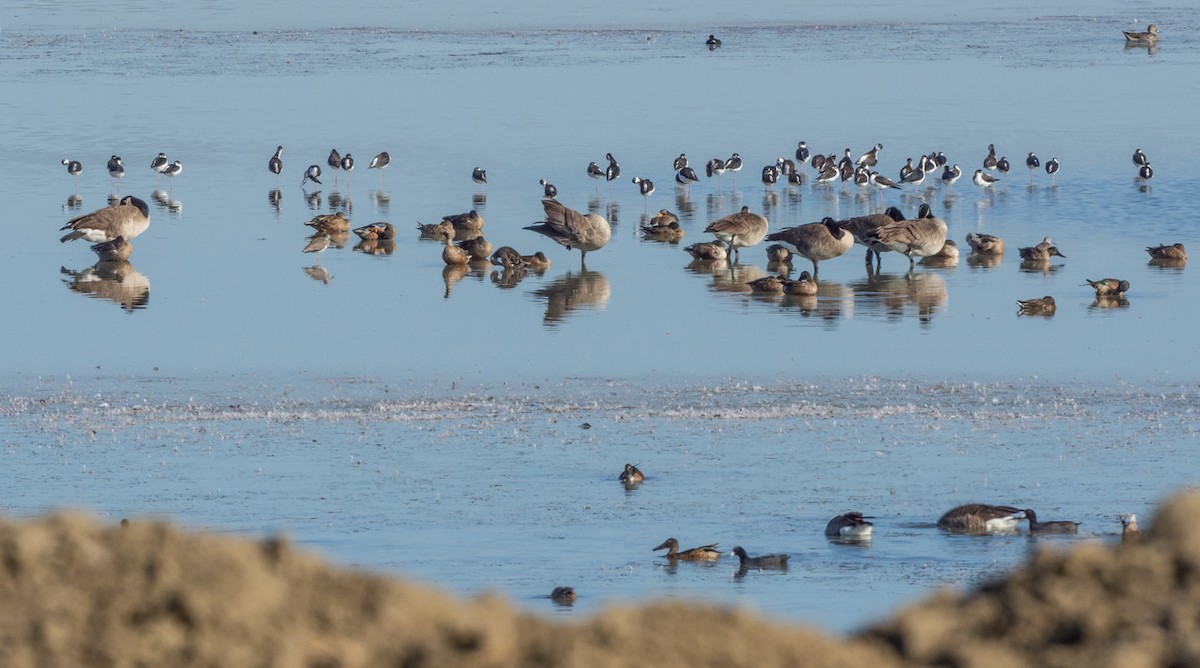 Northern Shoveler - Chris Dunford