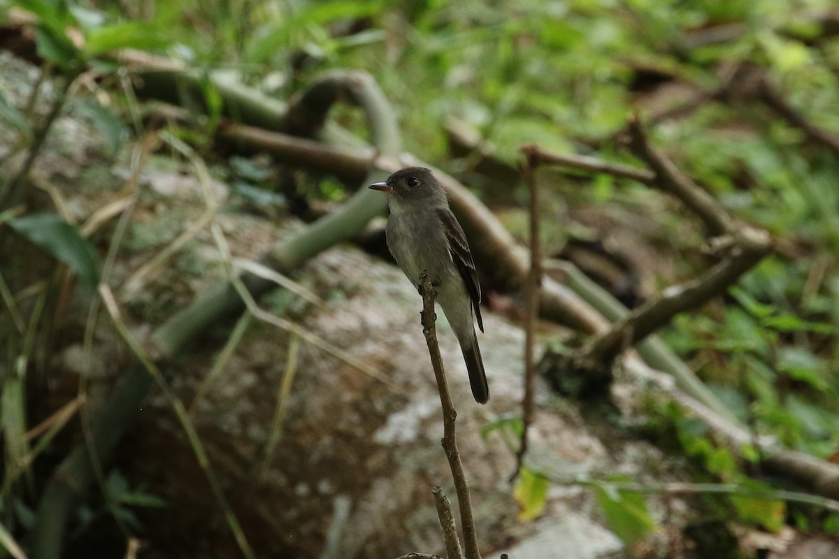 Pibí Tropical (grupo brachytarsus) - ML624520917