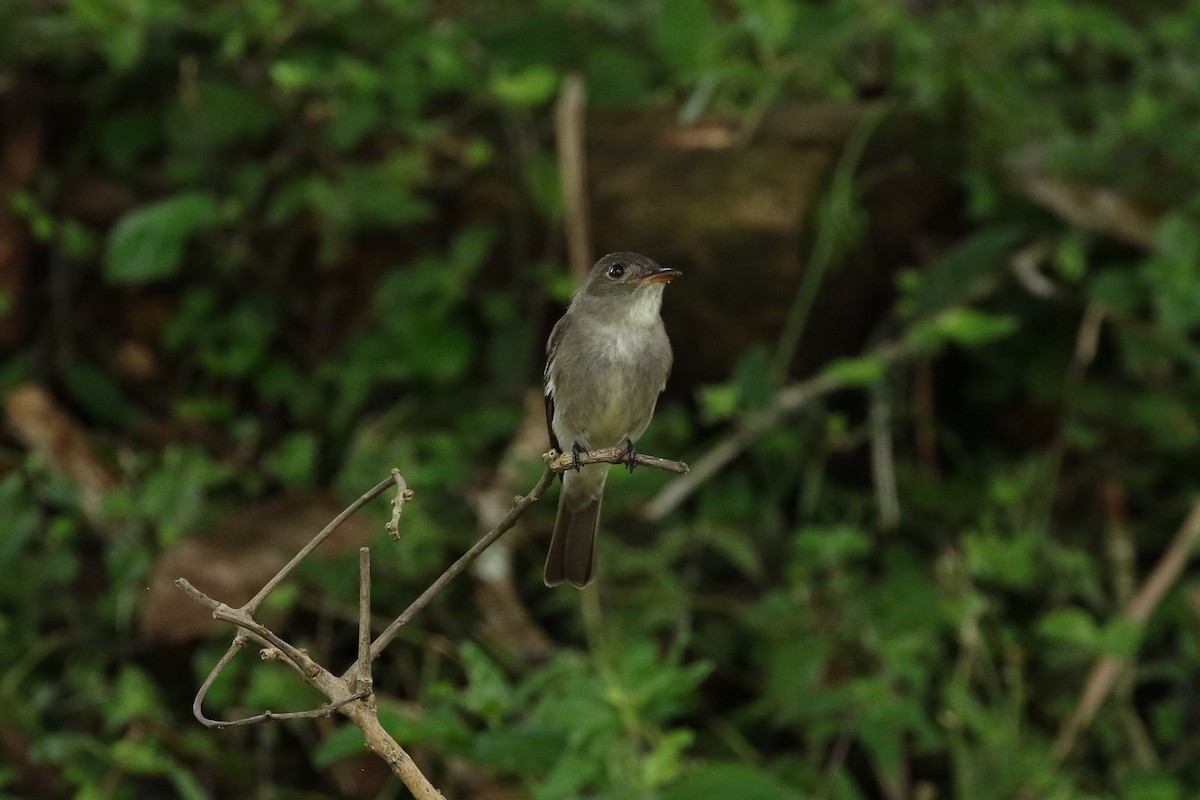 Pibí Tropical (grupo brachytarsus) - ML624520918