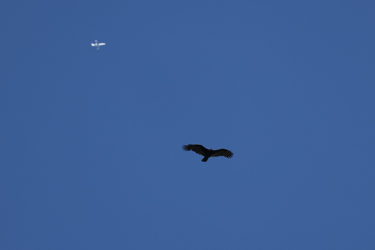 Turkey Vulture - Joe Gyekis