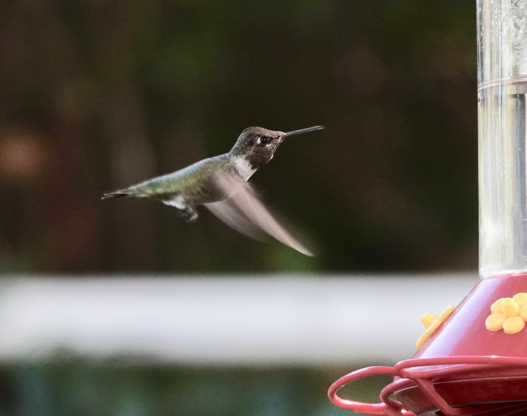 Colibrí Gorjinegro - ML624520927