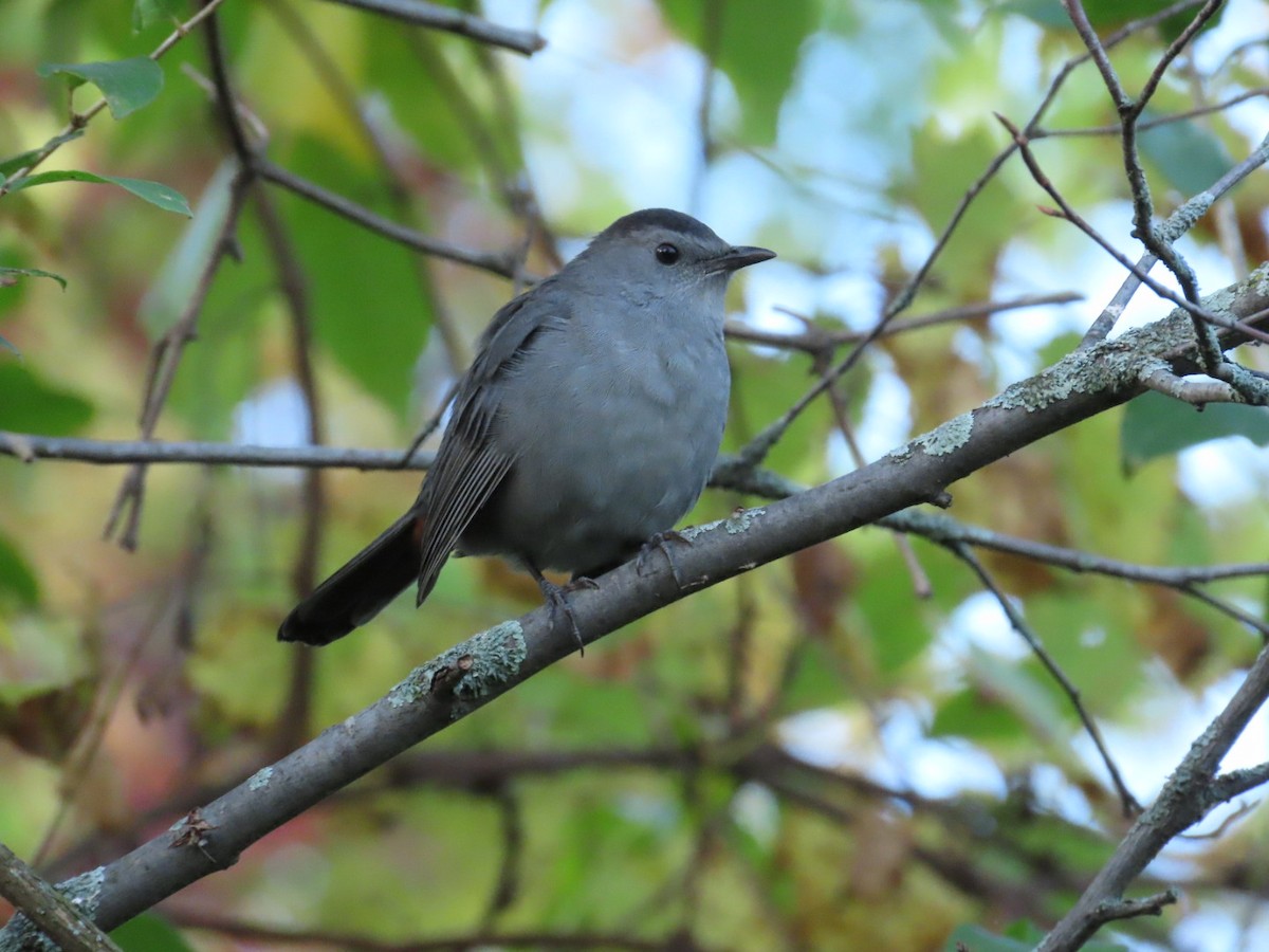 Gray Catbird - Tania Mohacsi