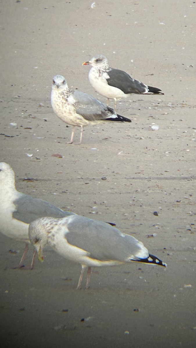 Lesser Black-backed Gull - ML624520974