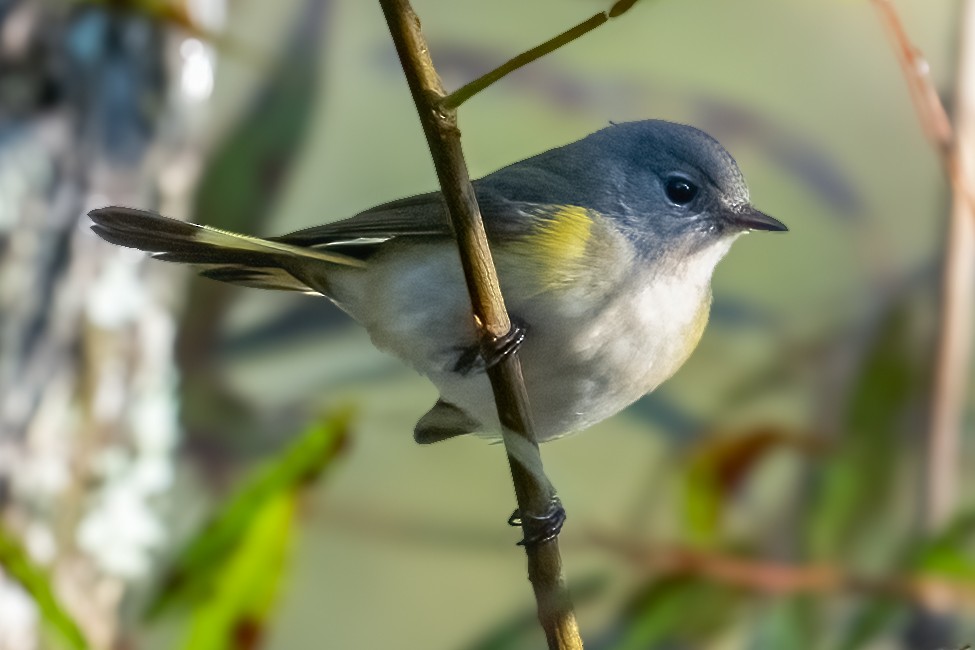 American Redstart - ML624521008