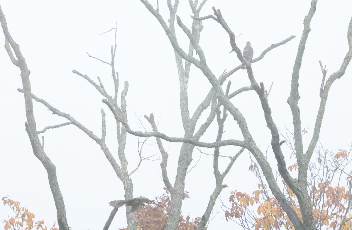 Cooper's Hawk - ML624521191