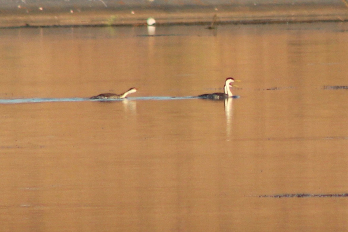 Western Grebe - ML624521199