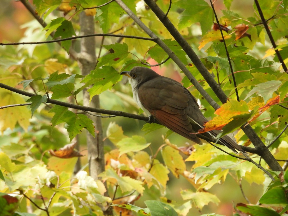 Yellow-billed Cuckoo - ML624521202
