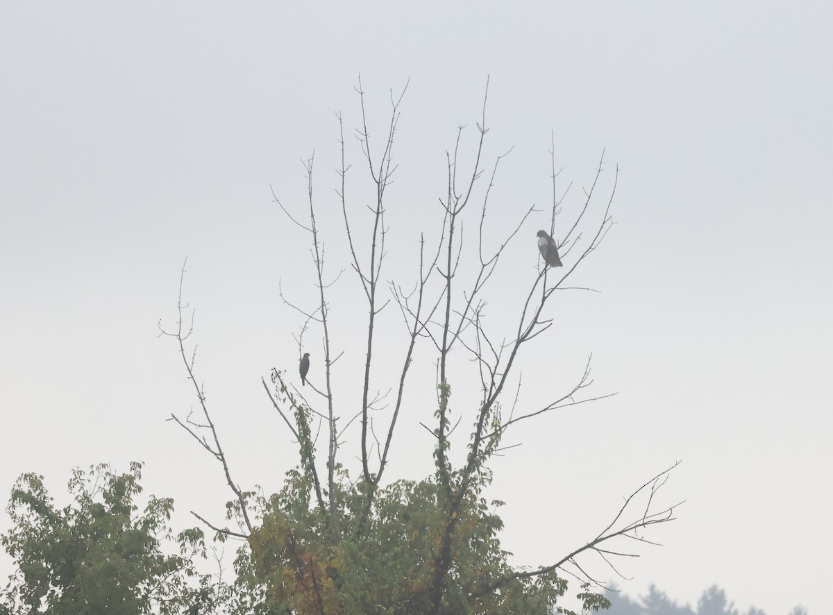 Cooper's Hawk - ML624521203