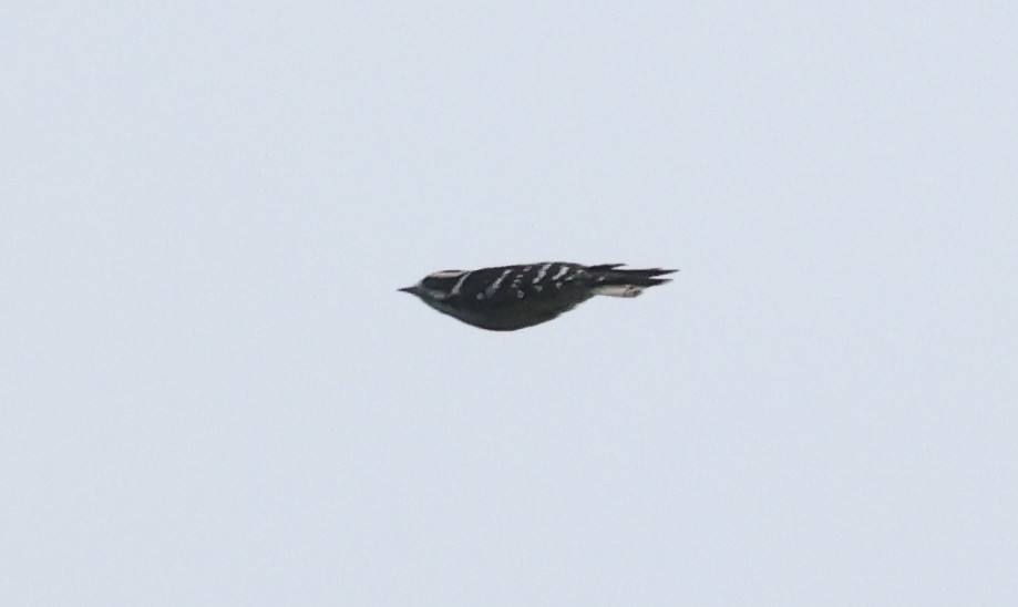 Downy Woodpecker - ML624521227