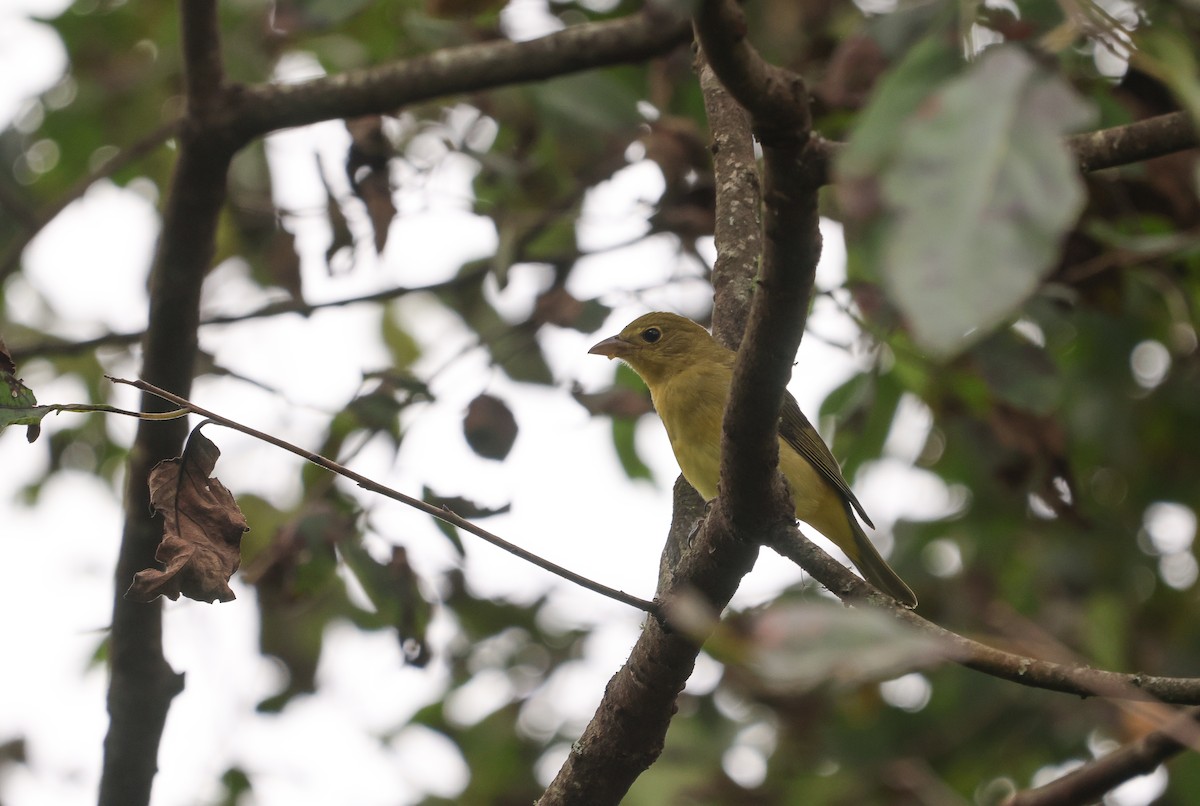 Scarlet Tanager - ML624521233
