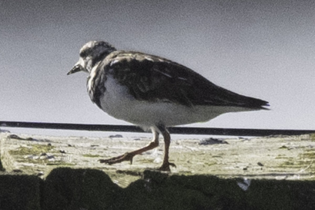 Ruddy Turnstone - ML624521264