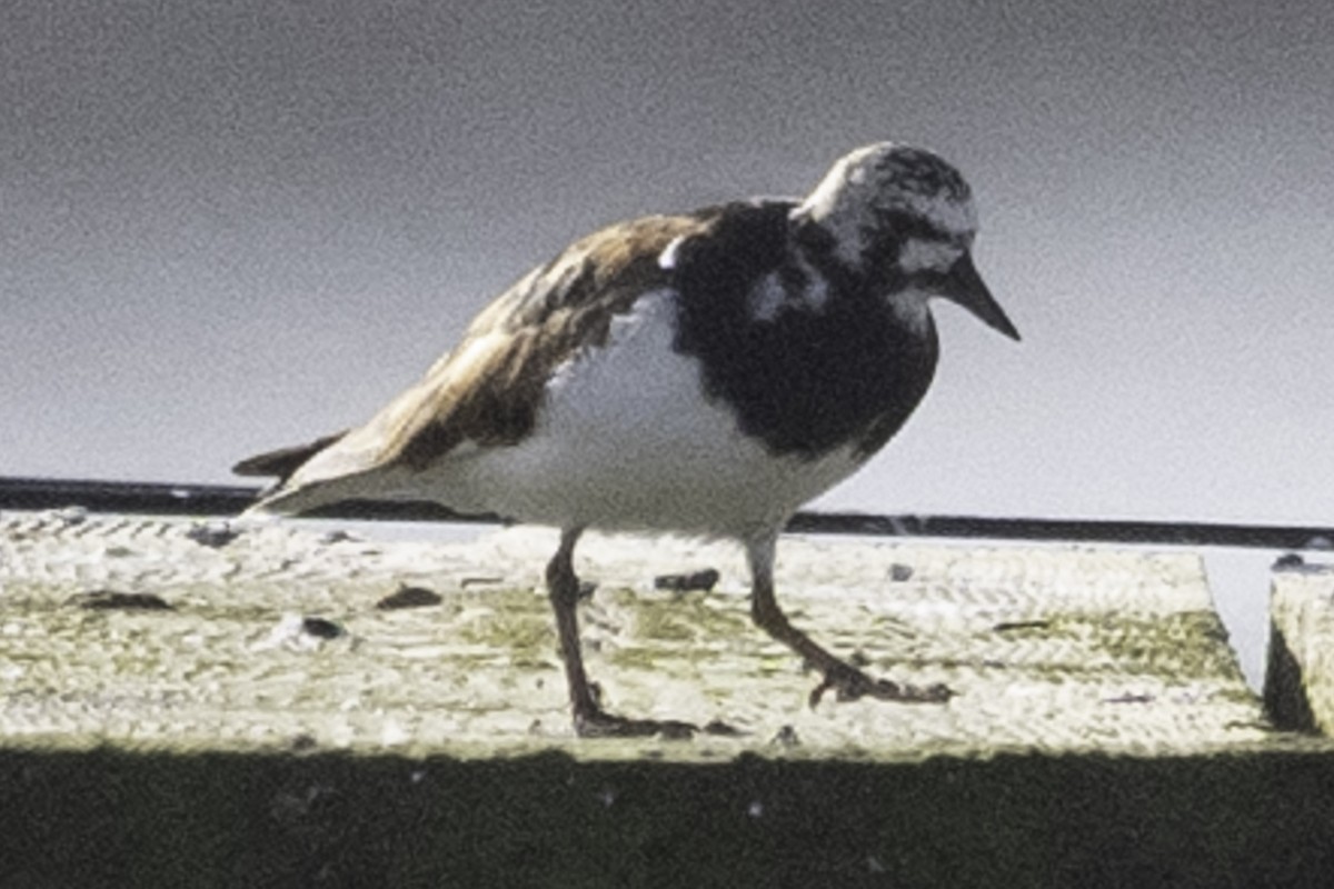 Ruddy Turnstone - ML624521271