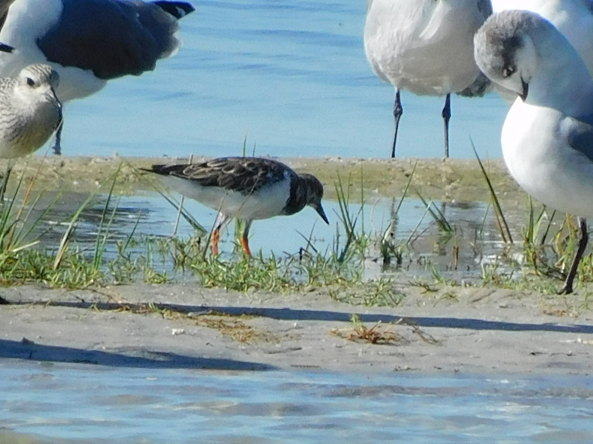 Ruddy Turnstone - ML624521288