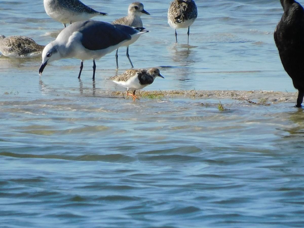 Ruddy Turnstone - ML624521289