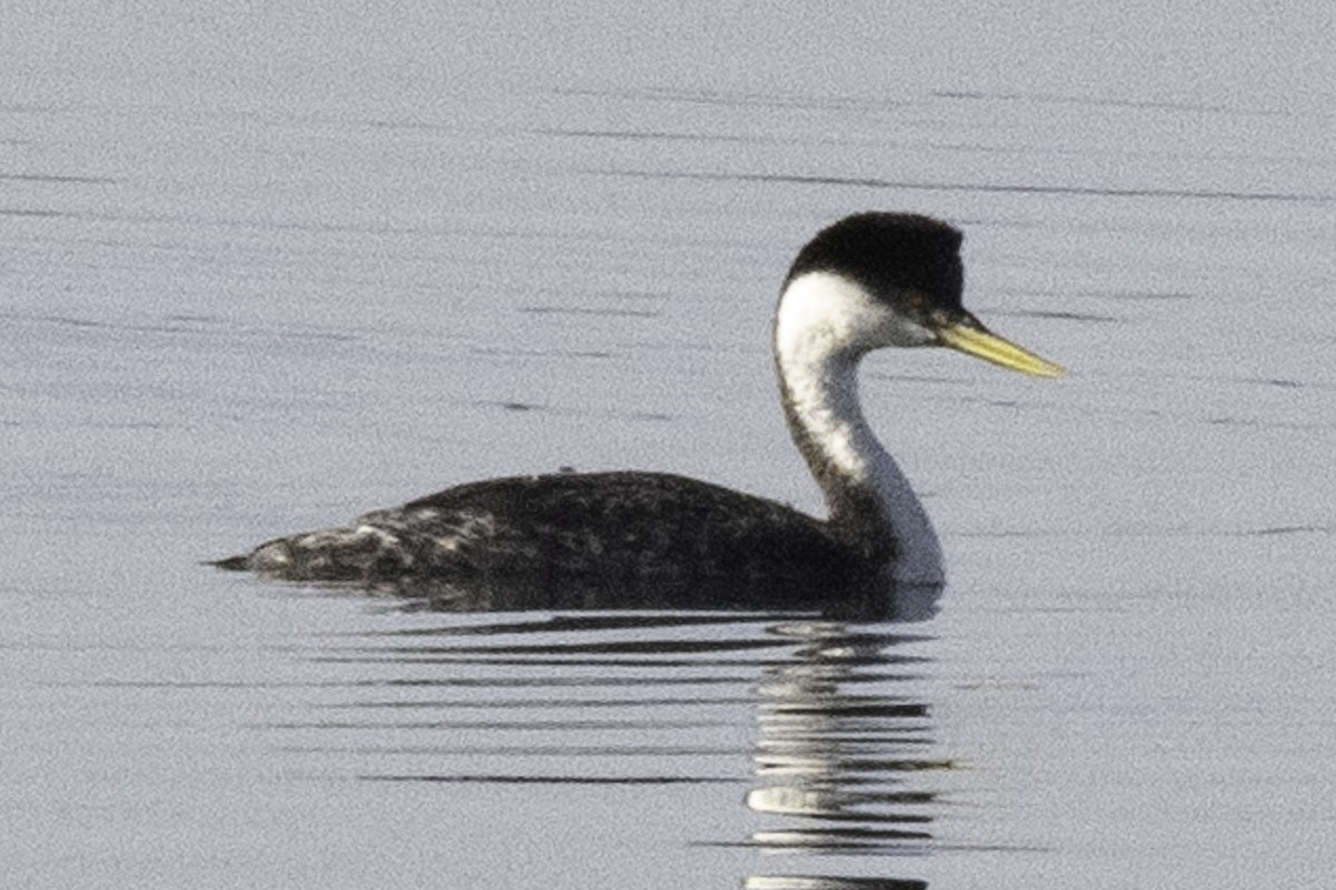 Western Grebe - ML624521309