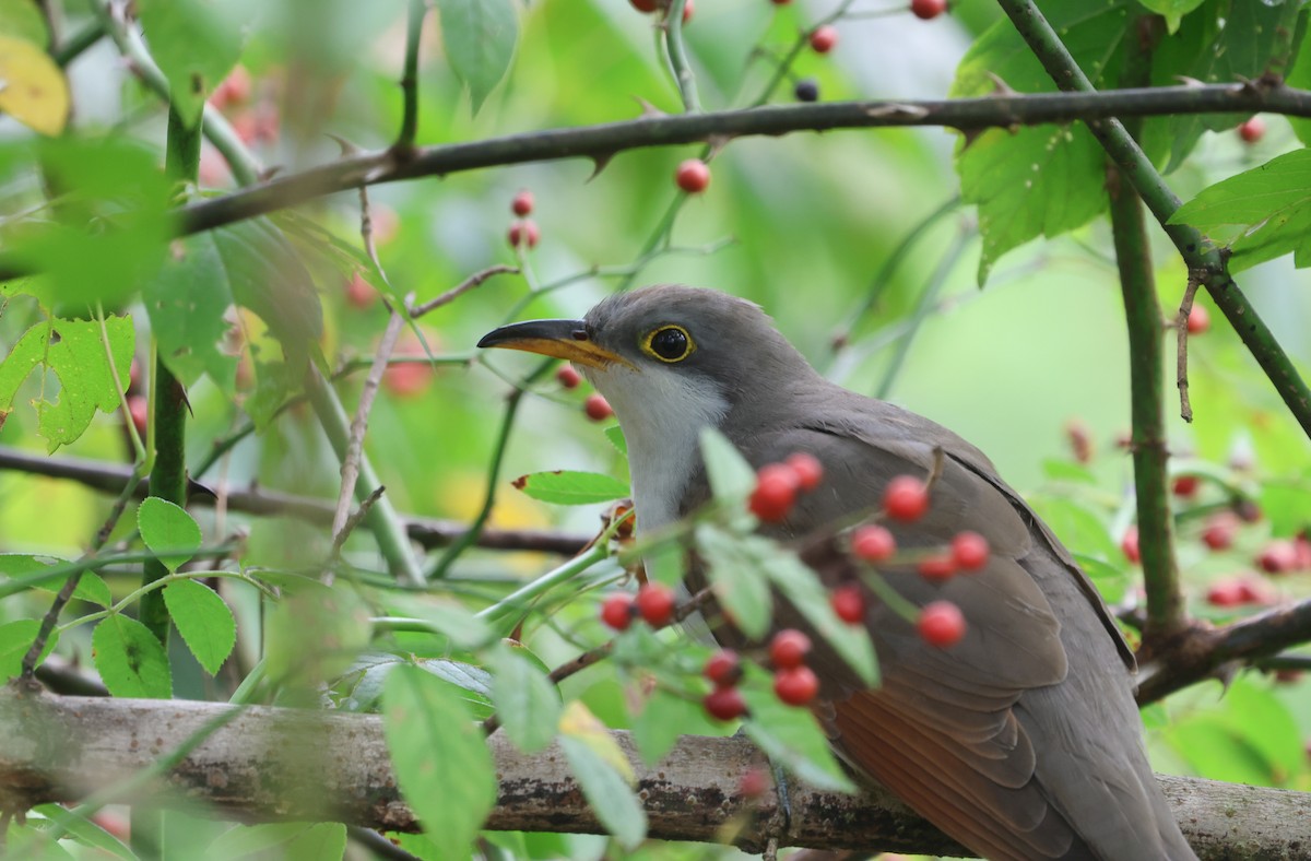 Yellow-billed Cuckoo - ML624521313