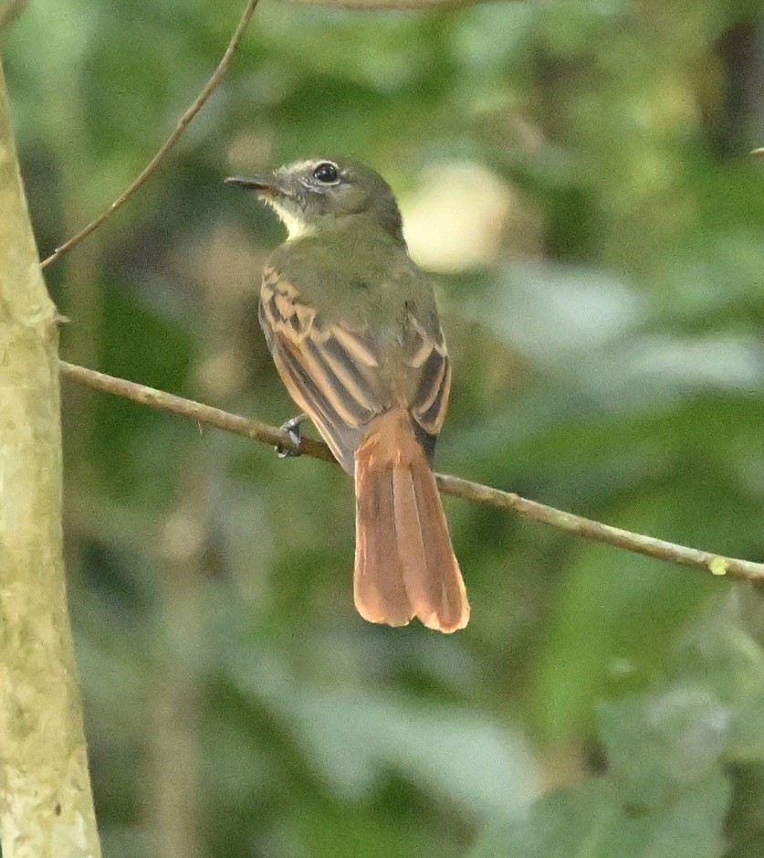 Rufous-tailed Flatbill - ML624521361