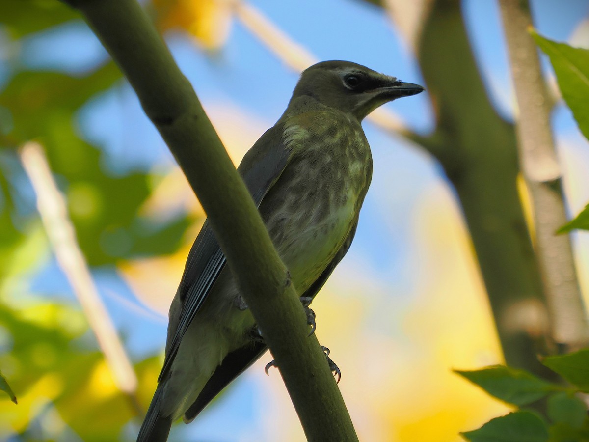 Cedar Waxwing - Jack Wickel