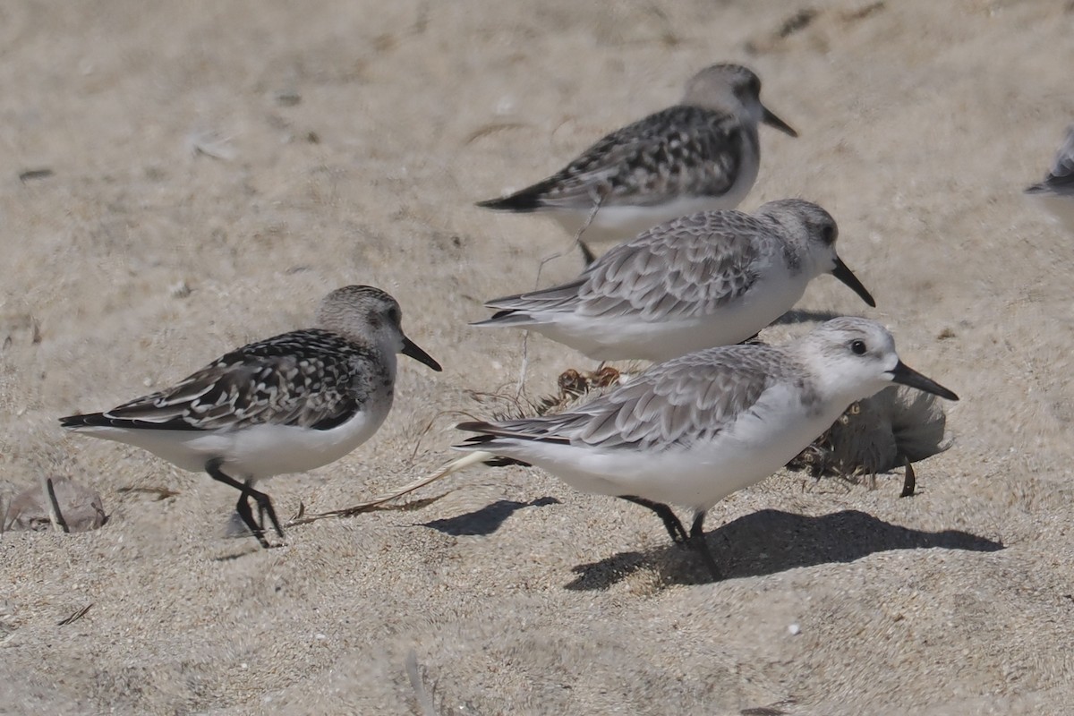 Sanderling - ML624521398