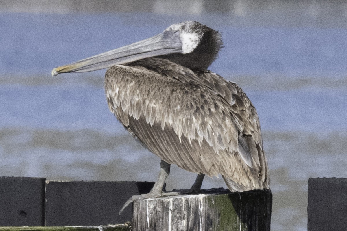 Brown Pelican (California) - ML624521406