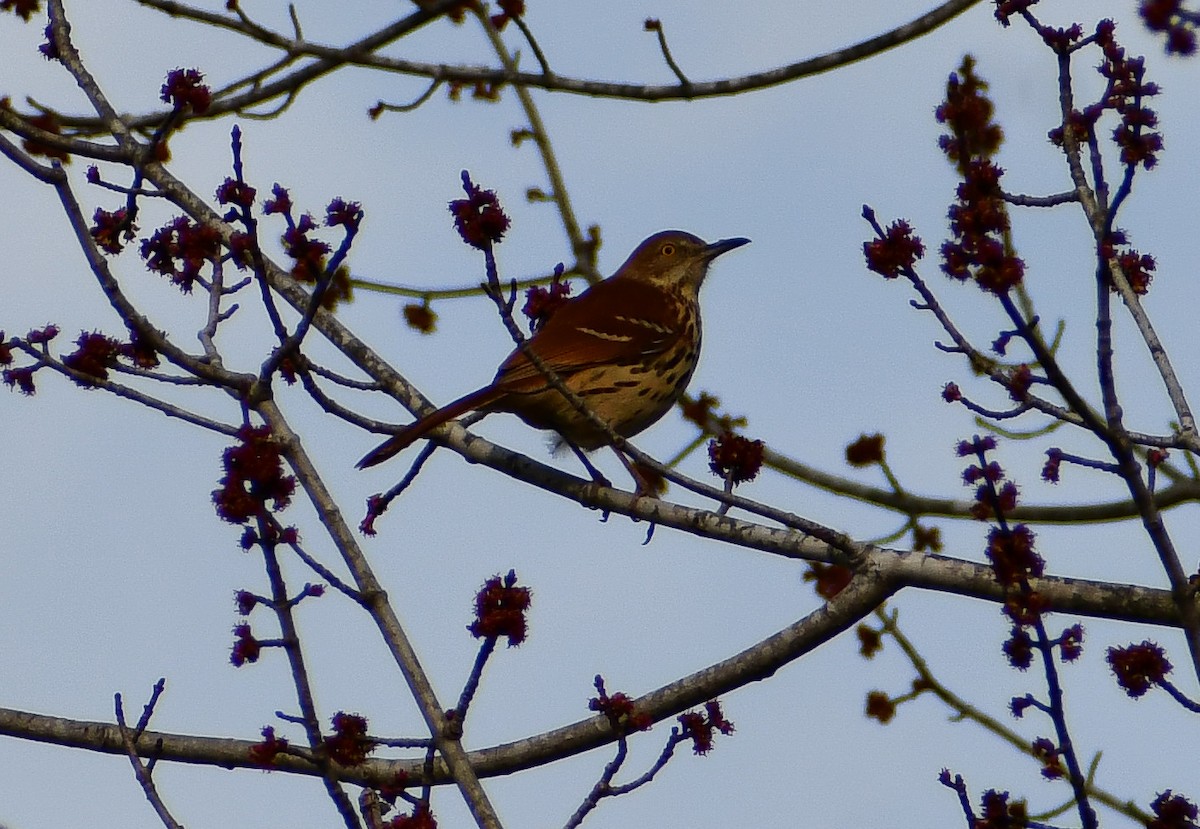 Brown Thrasher - ML624521407