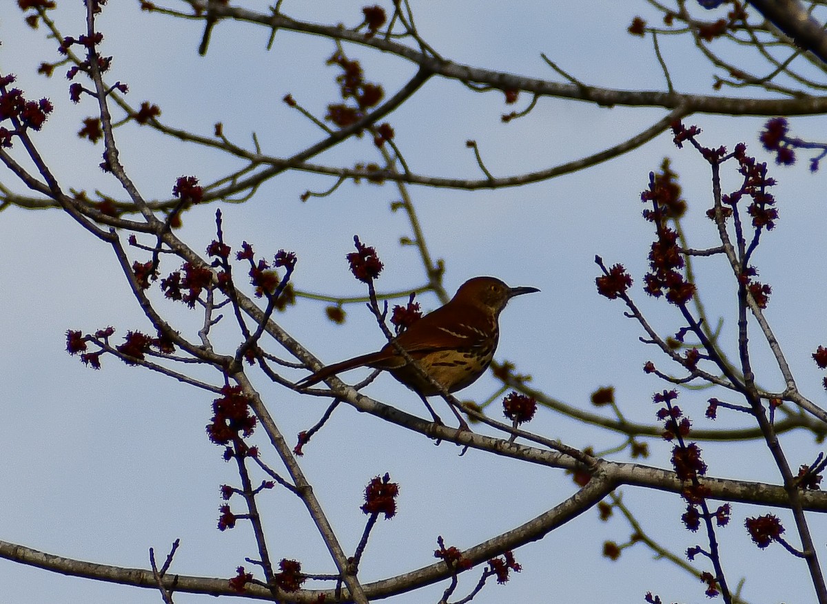 Brown Thrasher - ML624521409