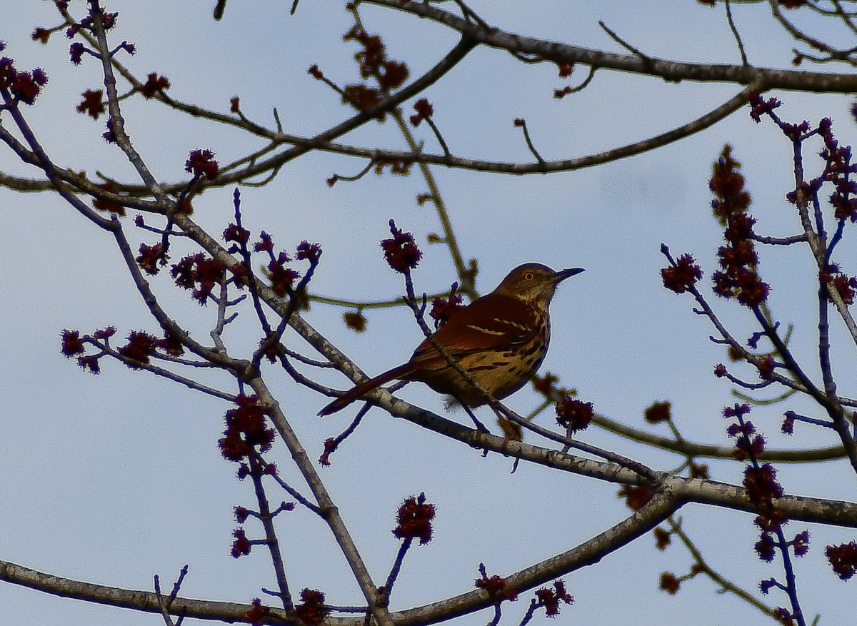 Brown Thrasher - ML624521410