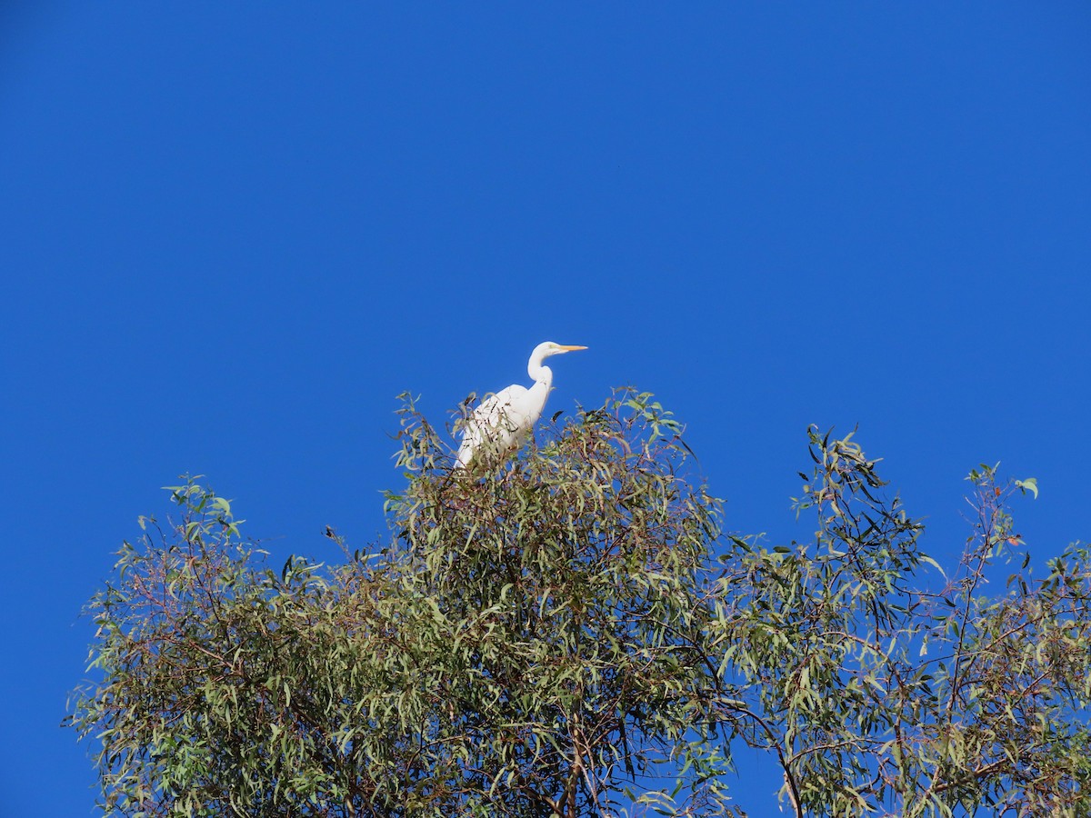 Great Egret - ML624521411