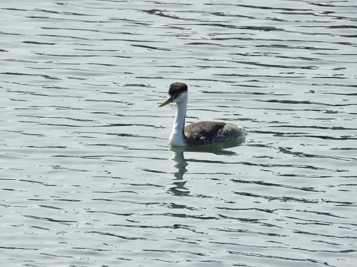 Western Grebe - ML624521415