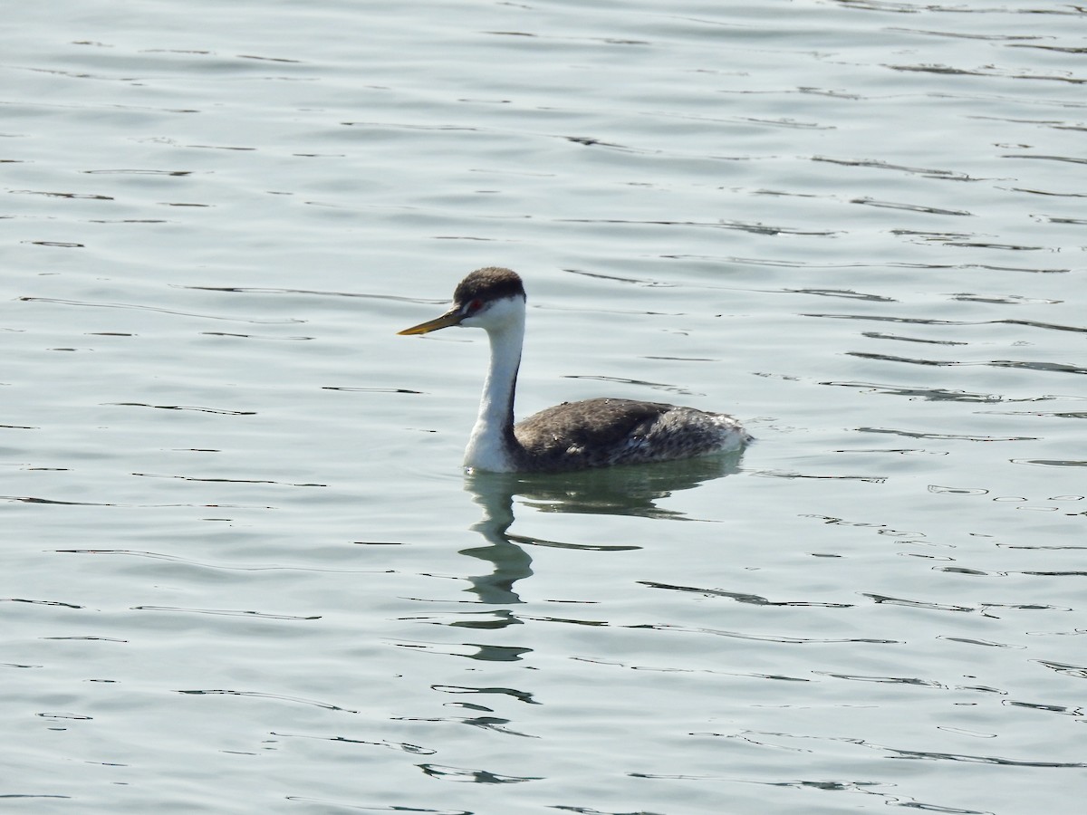 Western Grebe - ML624521416