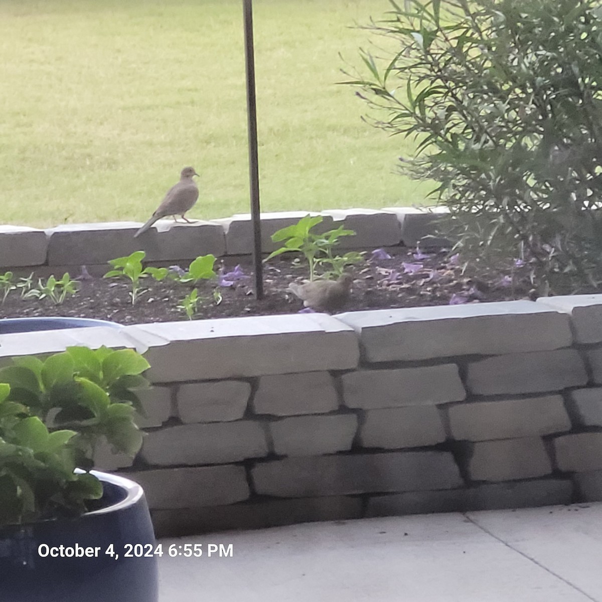 Mourning Dove - Anonymous