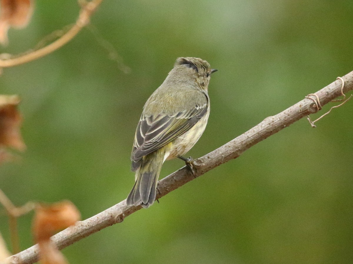 Cape May Warbler - ML624521424