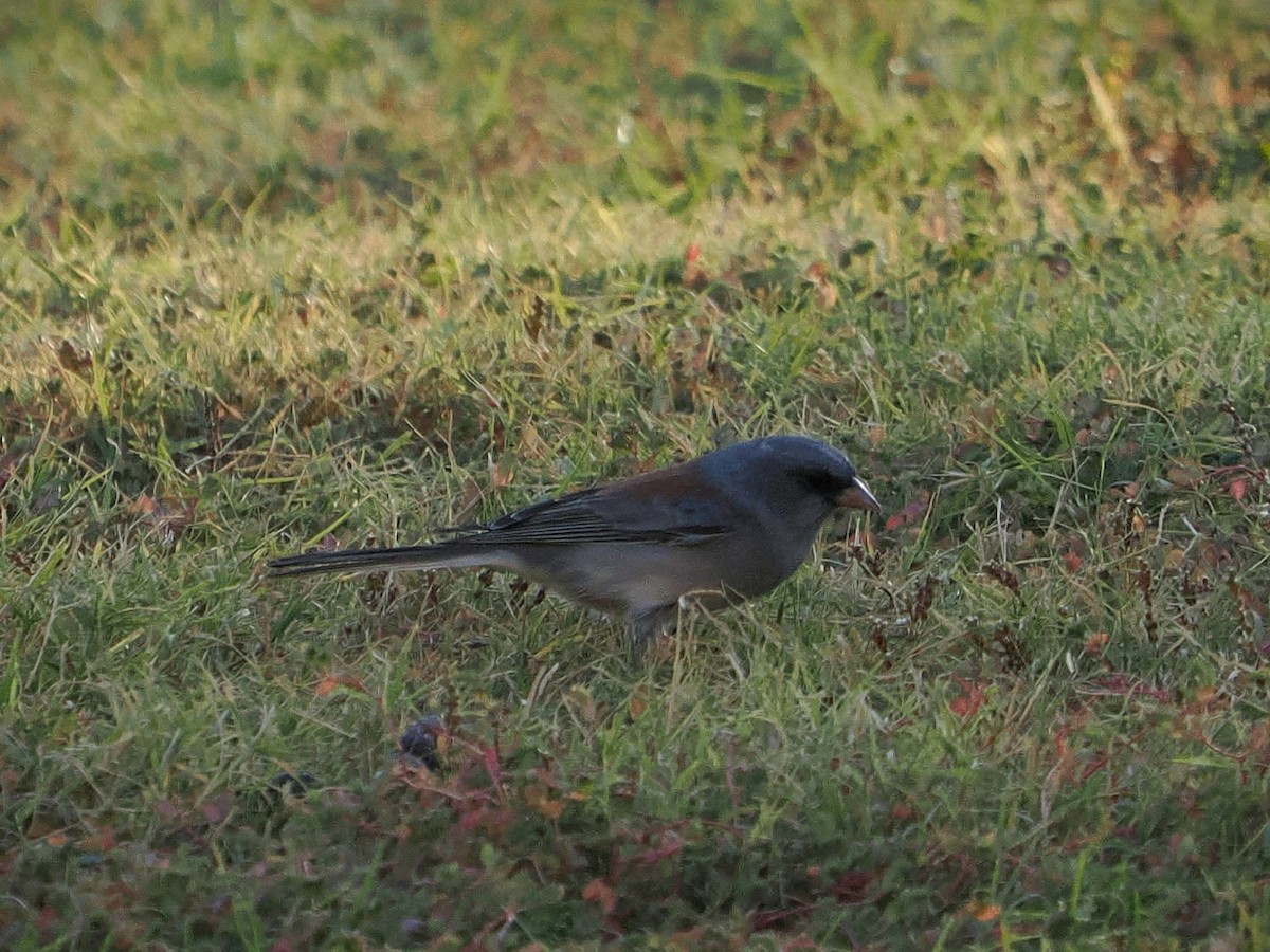 Dark-eyed Junco - ML624521425