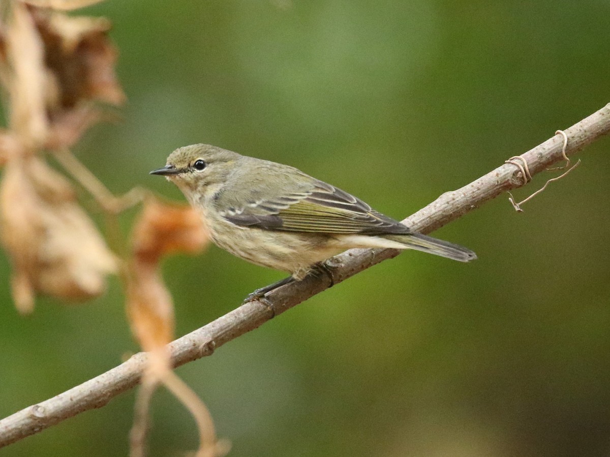 Cape May Warbler - Steve Calver