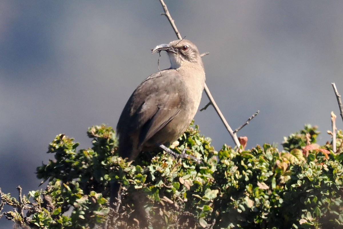 California Thrasher - ML624521427