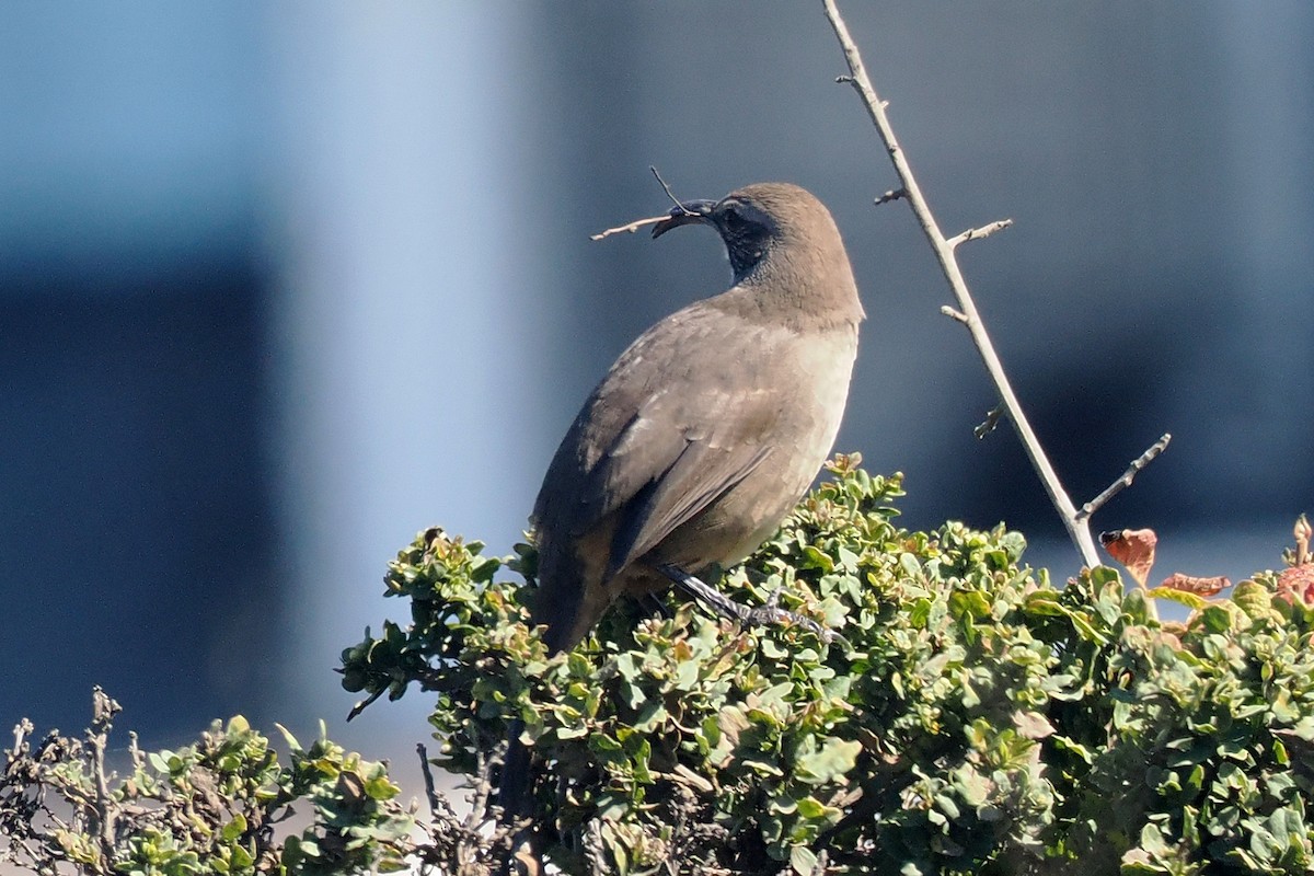 California Thrasher - ML624521428