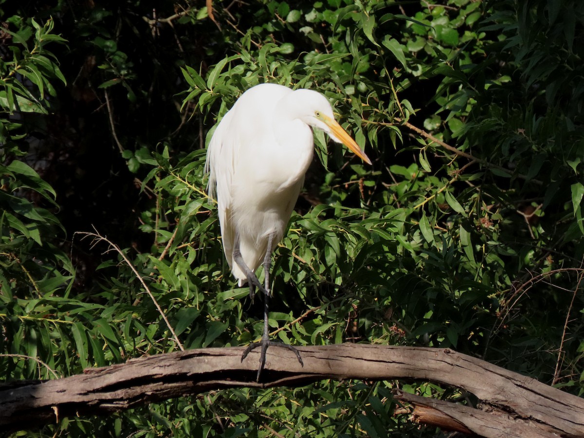 Great Egret - ML624521429