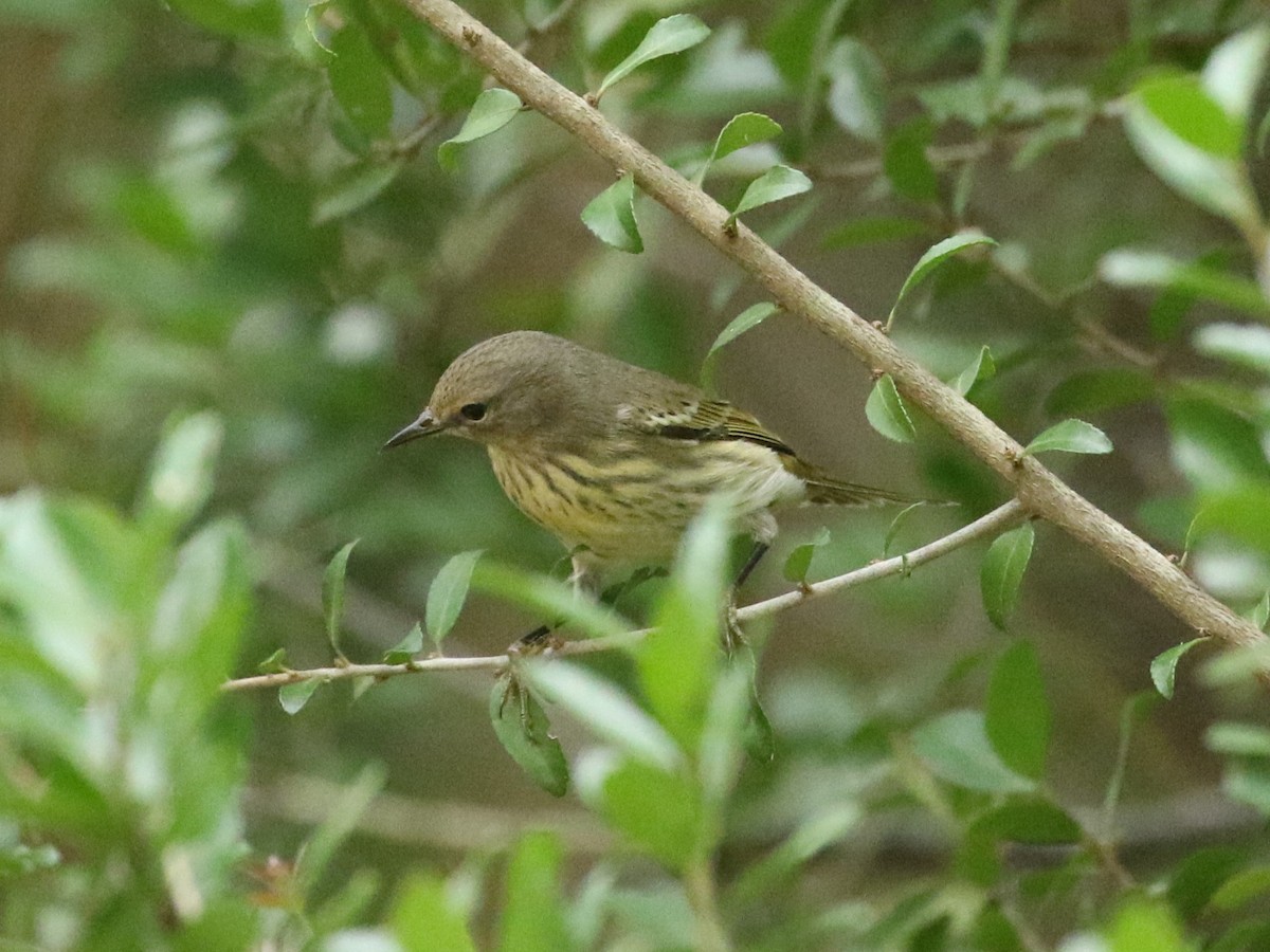 Cape May Warbler - ML624521430