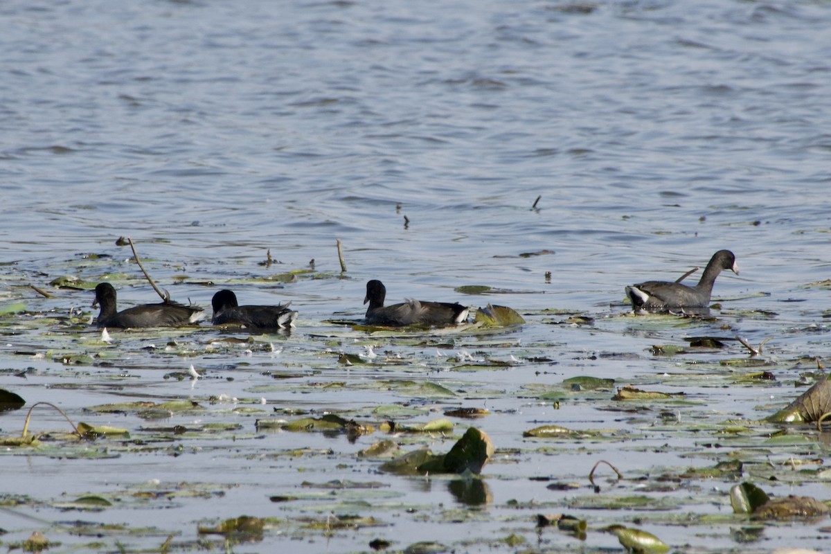 American Coot - Jerry Horak