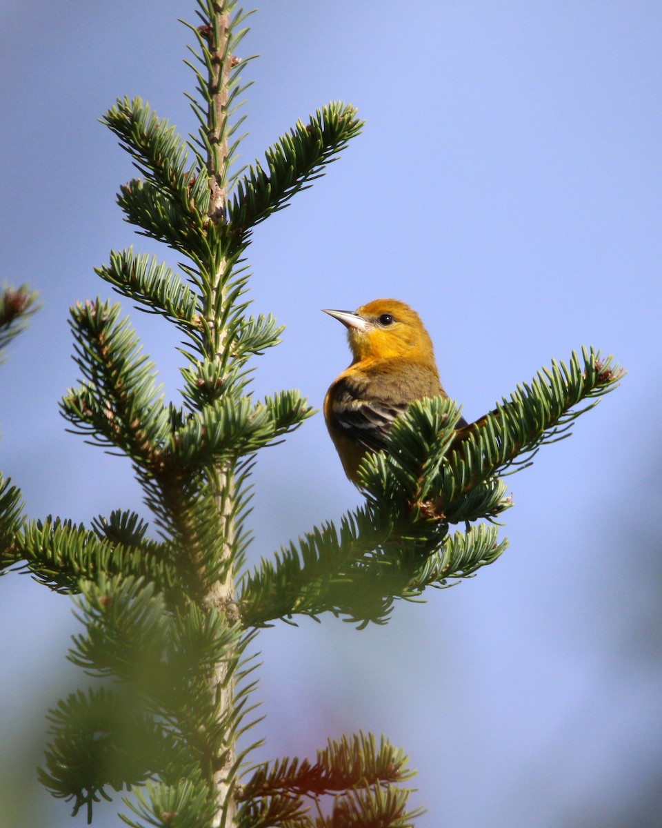 Baltimore Oriole - ML624521432