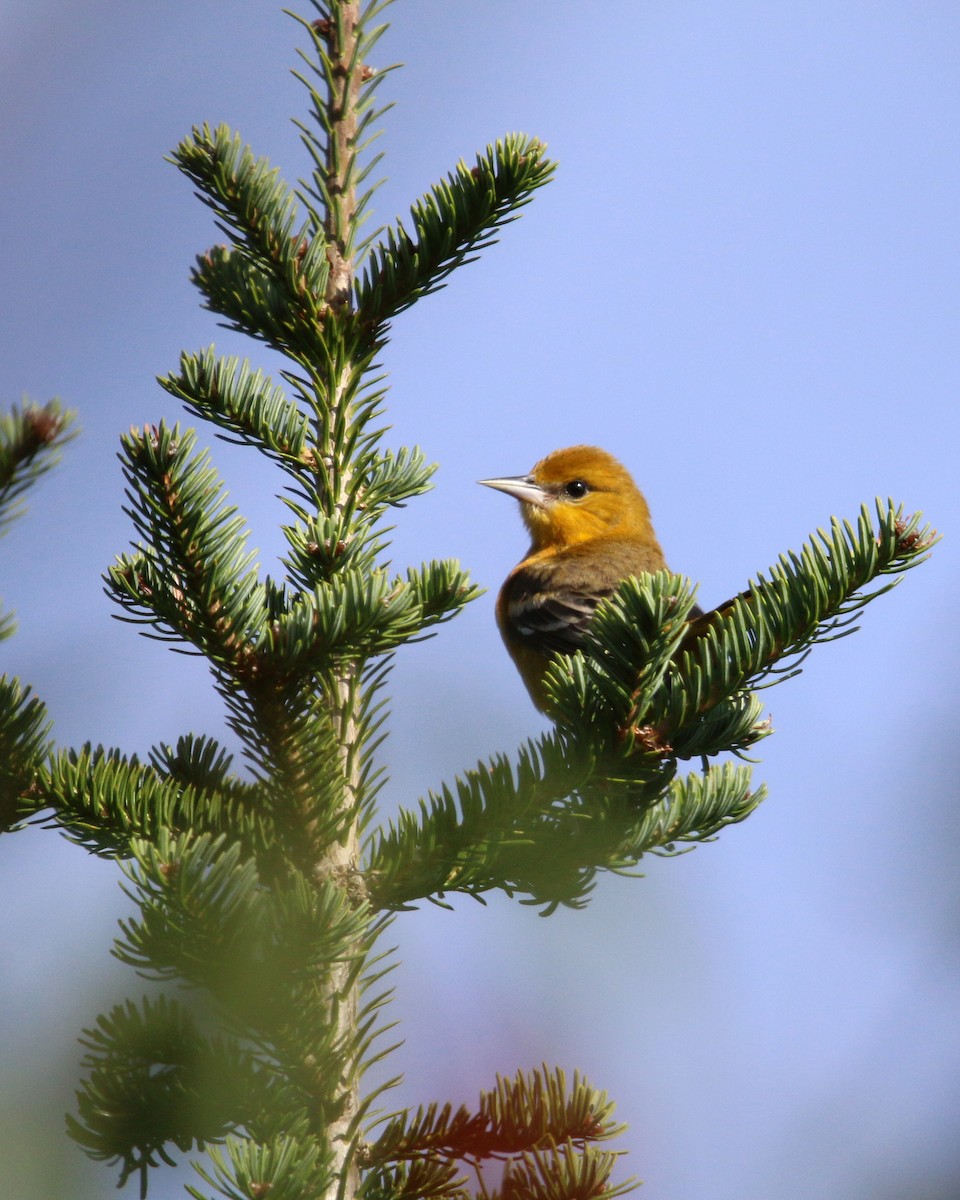 Baltimore Oriole - ML624521433