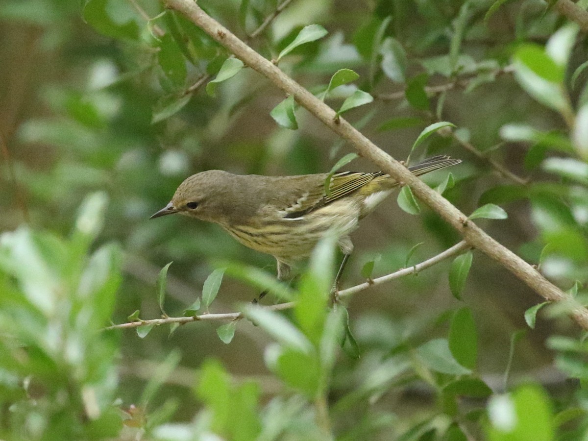 Cape May Warbler - ML624521435