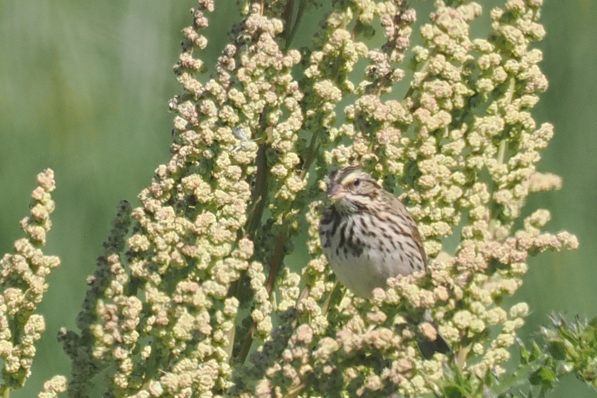 Savannah Sparrow - ML624521440